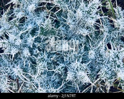 foglie di cardo bianco ricoperte di gelo Foto Stock