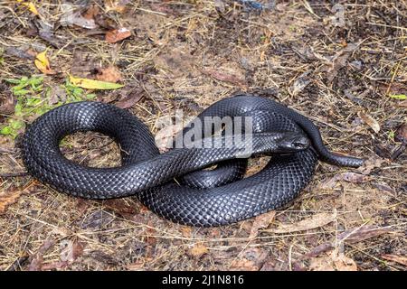 Australian Blue-belled Black Snake che sfarfallano è lingua Foto Stock