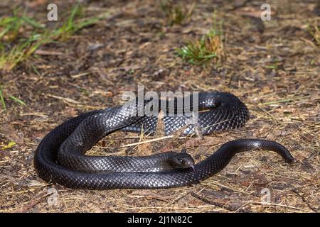 Australian Blue-belled Black Snake che sfarfallano è lingua Foto Stock