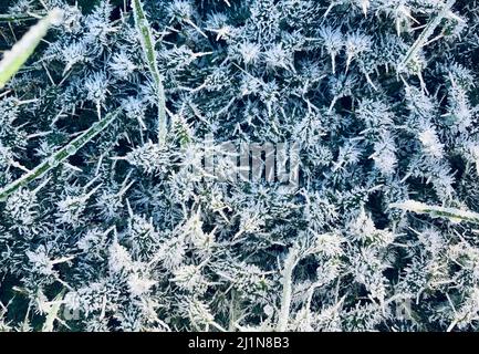 foglie di cardo bianco ricoperte di gelo Foto Stock