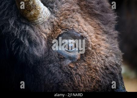 Chiudi dettaglio ritratto occhio di bisonte europeo. Occhio di grande animale marrone nell'habitat naturale Foto Stock