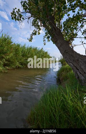 Un canale d'acqua utilizzato per irrigare i campi di riso a Valencia, Spagna. Foto Stock