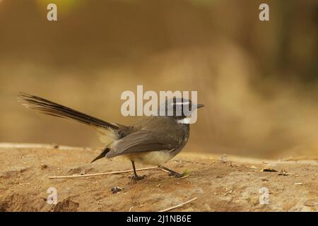 Fantasma a macchie bianche (rhipidura albicollis albogularis) a Gandhinagar, Gujarat, India Foto Stock