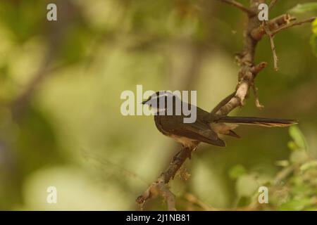 Fantasma a macchie bianche (rhipidura albicollis albogularis) a Gandhinagar, Gujarat, India Foto Stock