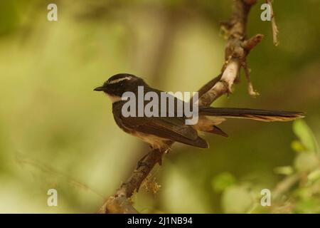 Fantasma a macchie bianche (rhipidura albicollis albogularis) a Gandhinagar, Gujarat, India Foto Stock