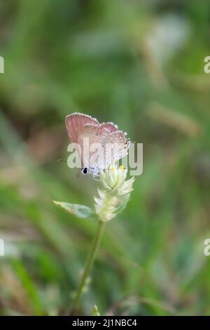Una piccola farfalla arroccata Foto Stock