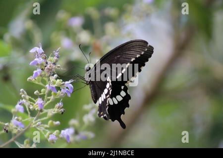 Una grande farfalla nera arroccata su alcuni fiori di lavanda Foto Stock