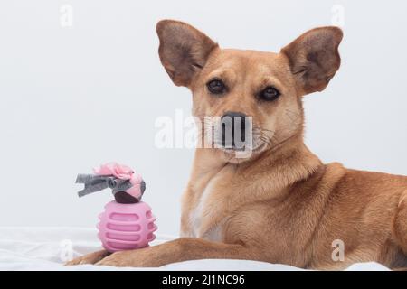 Un cane marrone femminile di razza mista con grandi orecchie che giacciono sul letto tenendo un giocattolo rosa masticante tra le zampe e guardando la macchina fotografica Foto Stock