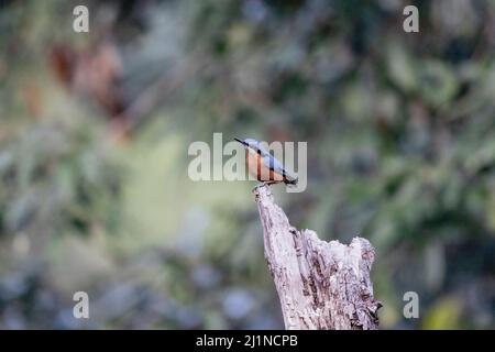 Nuthatch, Nuthatch, Uttarakhand, India Foto Stock