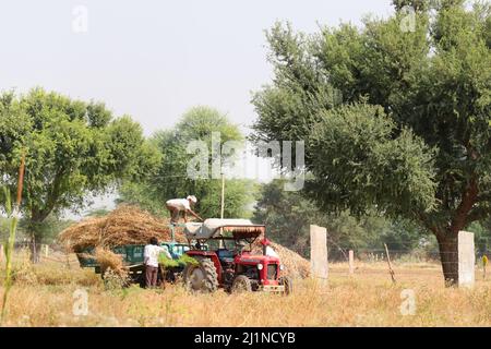 Pali Rajasthan, India. Novembre, 03 2021. Lavoratori e agricoltori che riempiono il carrello del trattore con il raccolto nel campo Foto Stock