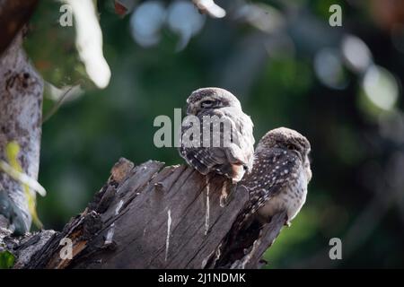 Votted Owlet, Pench Tiger Reserve, Maharashtra, India Foto Stock