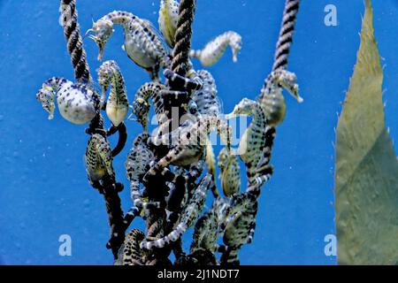 Il cavalluccio marino knobby (Ippocampus breviceps), noto anche come cavallino marino a testa corta o cavalluccio marino a snouffe corto. Specie di pesci marini della famiglia S. Foto Stock