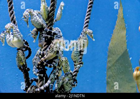 Il cavalluccio marino knobby (Ippocampus breviceps), noto anche come cavallino marino a testa corta o cavalluccio marino a snouffe corto. Specie di pesci marini della famiglia S. Foto Stock