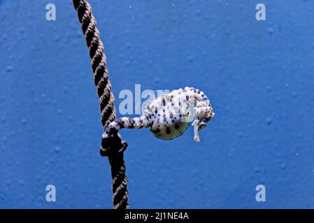 Il cavalluccio marino knobby (Ippocampus breviceps), noto anche come cavallino marino a testa corta o cavalluccio marino a snouffe corto. Specie di pesci marini della famiglia S. Foto Stock