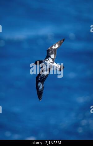 Cape Petrel vola sull'oceano sotto il sole Foto Stock