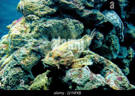 Lo Scorpaena scrofa, lo scorpione rosso, lo scorpione bigscale, lo scorpione a grande scala o rascasse è una specie marina velenosa di pesci alettati Foto Stock