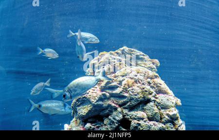 Il pandora comune è un pesce della famiglia delle orate di mare, Sparidae - pesce alimentare popolare nei paesi del Mediterraneo. Pesce di ermafrodite Foto Stock