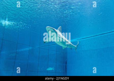 Uno squalo nuota attraverso un acquario nell'Acquario di Genova Foto Stock