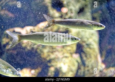 Il triglie di leaping (Chelon saliens) è una specie di pesce della famiglia Mugilidae. Si trova in acque costiere ed estuari nel nord-est degli Atlantici Foto Stock