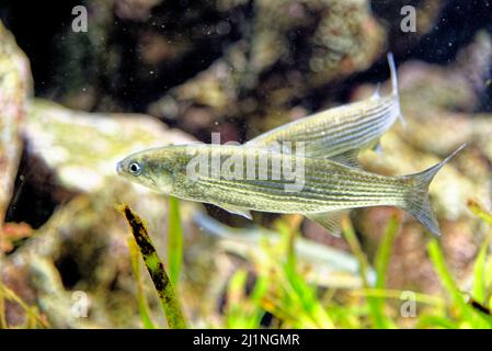 Il triglie di leaping (Chelon saliens) è una specie di pesce della famiglia Mugilidae. Si trova in acque costiere ed estuari nel nord-est degli Atlantici Foto Stock