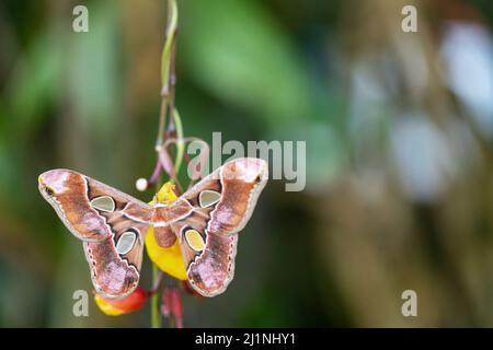 Vista dorsale del colorato Atlante gigante Moth (atlante Attaco) con ali aperte sul fiore. Foto Stock