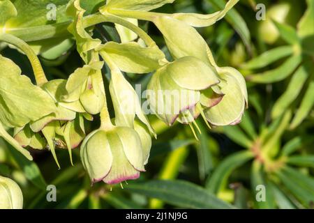 Helleborus foetidus una primavera invernale sempreverde pianta fiorita con un fiore verde d'inverno comunemente noto come hellebore stinking, foto di scorta immagine Foto Stock