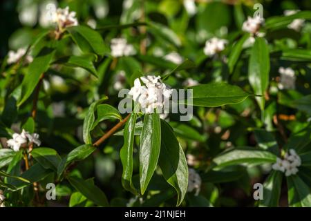 Daphne bholua 'Spring Herald' un arbusto sempreverde di piante con fiore bianco primaverile, foto di scorta Foto Stock