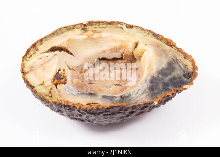 Avocado immangiabile con muffa su sfondo bianco. Cibo malsano Foto Stock