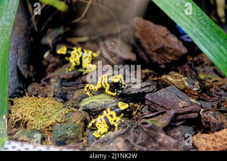 Rana velena gialla a bande gialle o a testa gialla (Dendrobates leucomelas), nota anche come rana velena di Bumblebee. Acquario di Genova, Liguri Foto Stock