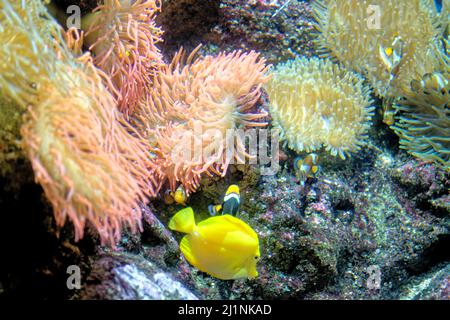 Bella barriera corallina colorata e pesci tropicali sott'acqua nell'Acquario di Genova, in Liguria, Italia Foto Stock