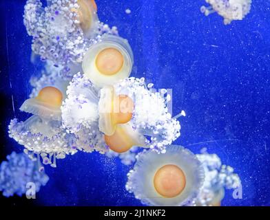 Cotylorhiza tuberculata - specie di medusa, del phylum Cnidaria, noto anche come medusa mediterranea, gelatina mediterranea Foto Stock