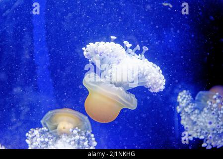 Cotylorhiza tuberculata - specie di medusa, del phylum Cnidaria, noto anche come medusa mediterranea, gelatina mediterranea Foto Stock