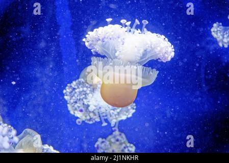 Cotylorhiza tuberculata - specie di medusa, del phylum Cnidaria, noto anche come medusa mediterranea, gelatina mediterranea Foto Stock