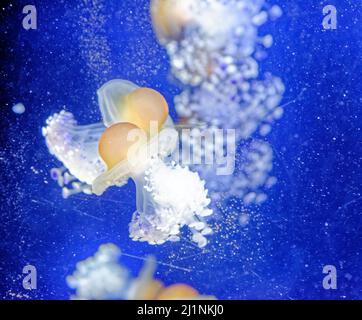 Cotylorhiza tuberculata - specie di medusa, del phylum Cnidaria, noto anche come medusa mediterranea, gelatina mediterranea Foto Stock