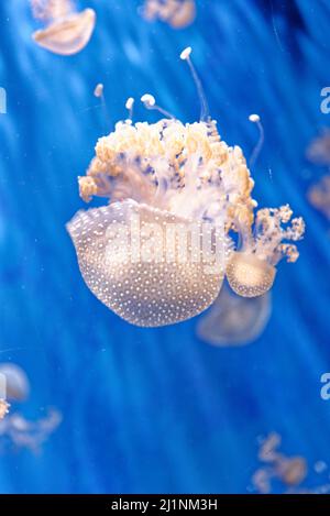 Phyllorhiza punctata - specie di medusa, nota come campana galleggiante, medusa australiana, medusa bruna o medusa bianca. Foto Stock