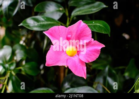 Un delicato e vivido fiore di Mandevilla pianta, comunemente noto come rocktromba, in una pentola in luce solare diretta in una giornata estiva soleggiata, bello fuori Foto Stock