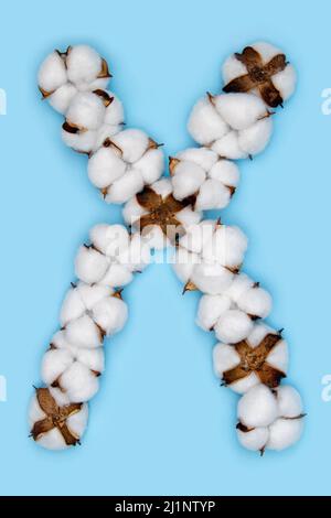 Lettera X fatta di fiori di cotone e isolata su fondo blu pieno. Concetto di alfabeto floreale. Una lettera del set di caratteri di cotone facile da impilare. Foto Stock