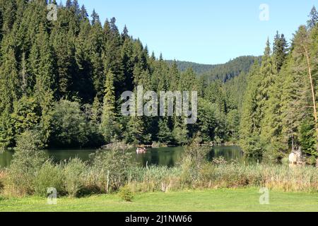 Lacu Rosu, Lago Rosso, all'inizio dell'autunno, in Transilvania, contea di Harghita, Romania, la gente del posto lo chiama Lago Killer Foto Stock