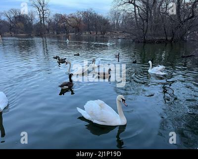 Cigni, oche e anatre sul lago di Prospect Park la sera a Brooklyn, New York. Foto Stock