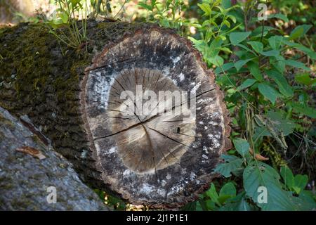 Legno di pino abbattuto ricoperto di muschio e lichene, foresta di Himalaya, Kalimpong. Foto Stock