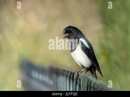 Primo piano di un Magpie eurasiatico arroccato su una recinzione in metallo in un parco, Regno Unito. Foto Stock