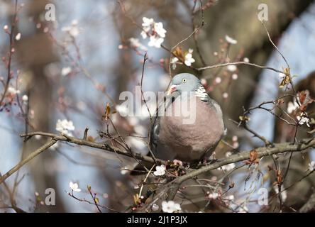 Primo piano di un piccione di legno comune (Columba Palumbus) arroccato in un albero con fiori fiorenti in primavera, Regno Unito. Foto Stock