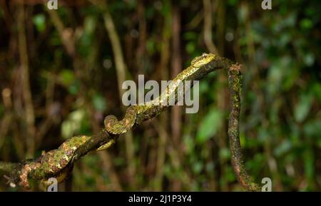 Palpebra Pit Viper (Bothriechis schlegelii), verde Foto Stock