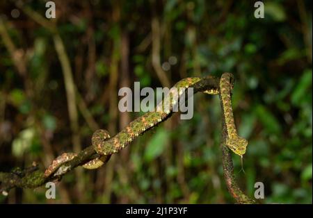 Palpebra Pit Viper (Bothriechis schlegelii), verde Foto Stock