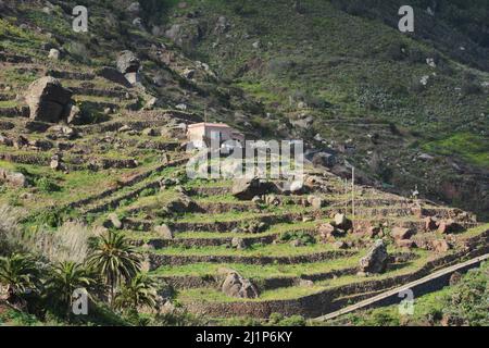 Villaggio viticolo ai margini di Tanagana, sulle montagne di Anaga, sulla costa settentrionale dell'isola di Tenerife, Isole Canarie, Spagna. Foto Stock