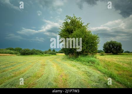 Un prato con cespugli e un cielo nuvoloso, giorno d'estate nella Polonia orientale Foto Stock