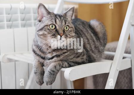 Gatto grigio tabby giace su sedia bianca con zampe appese. Gatto domestico carino all'interno. Foto Stock