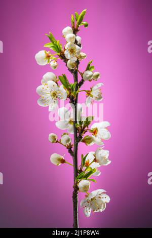 Ramificazione di ciliegia con germogli di fiori in fiore su sfondo rosa. Fiori di ciliegio in fiore in primavera. Stagioni Cambia sfondo. Foto Stock