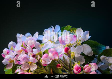 Ramo di albero di Apple con fiori in fiore primo piano. Fiore Fruit Tree Branch sfondo. Foto Stock