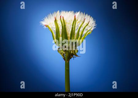 Fiore Blowball in primo piano. Un dente di leone con semi di panpappo bianco soffice su sfondo blu. Foto Stock